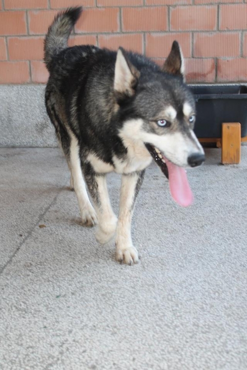 ლაიკა ჯეკა