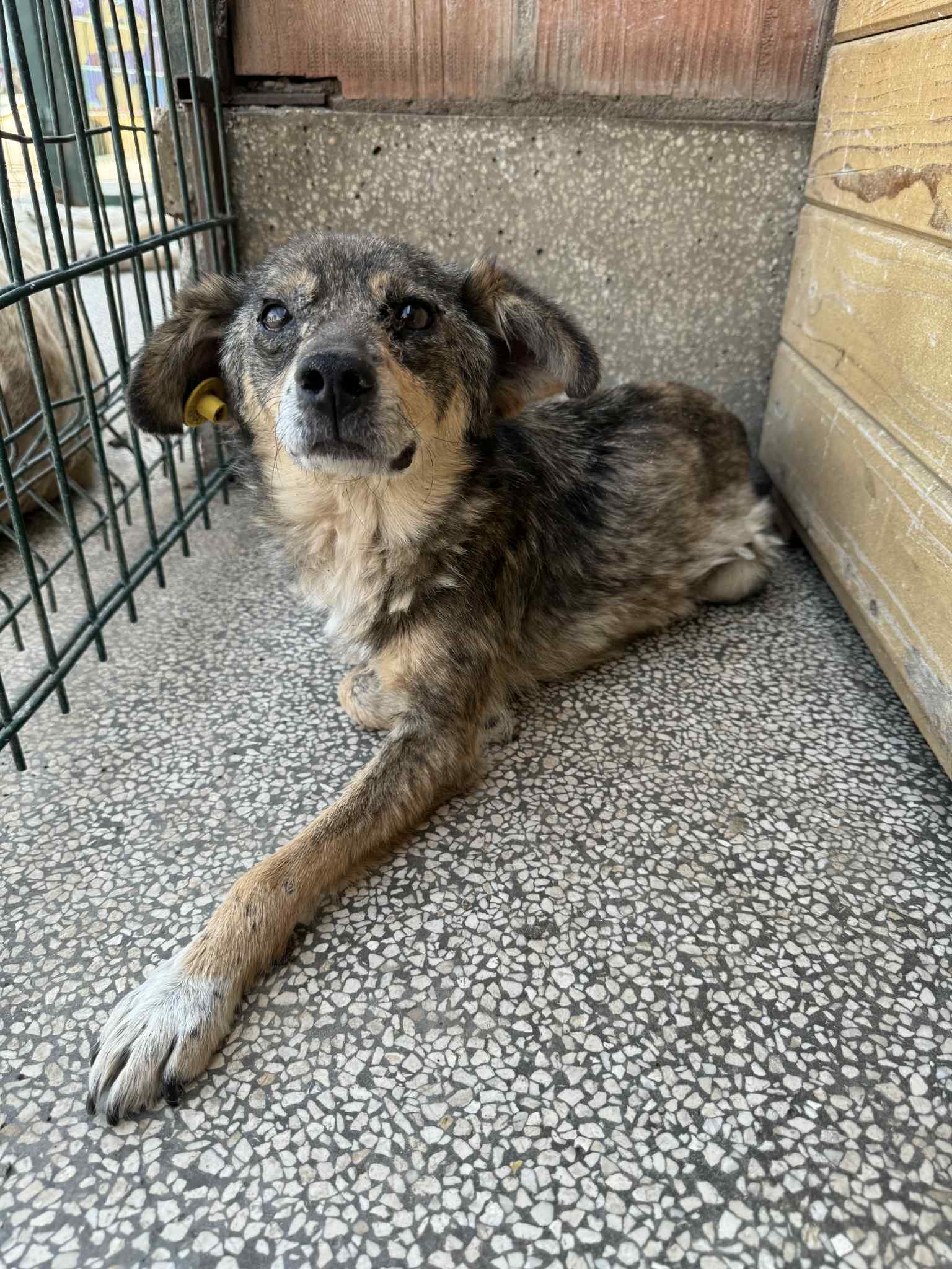 მეტისი. გორი