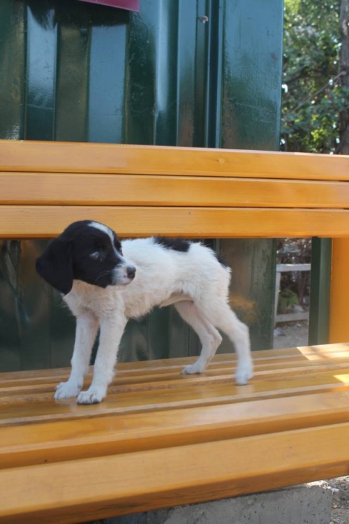 მეტისი უსახელო