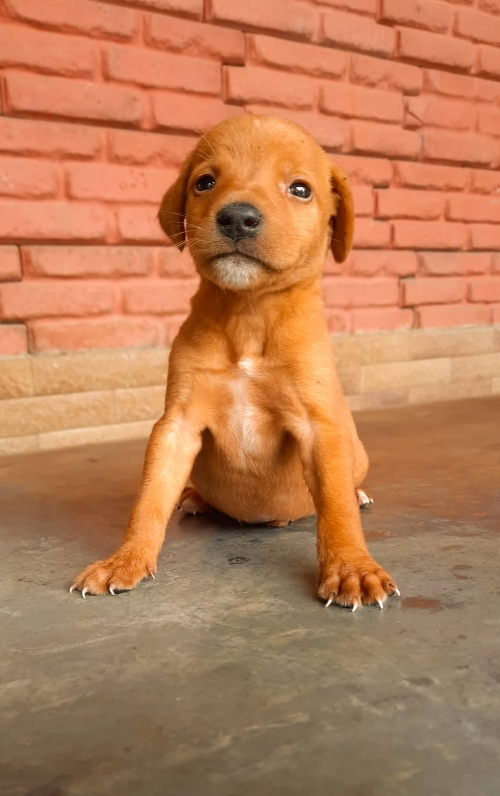 მეტისი ლვოვის ქუჩა