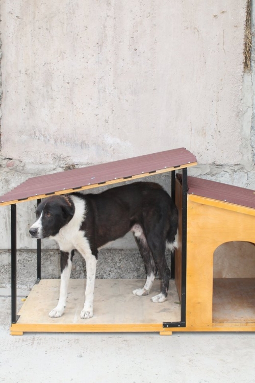 ქართული ქოფაკი ბობრა