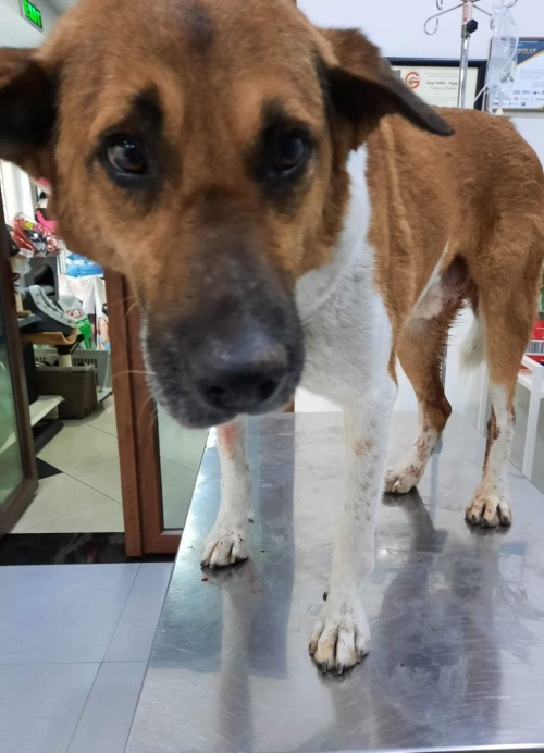 მეტისი უსახელო