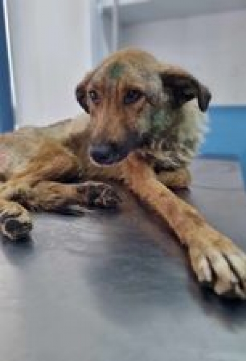 მეტისი ავჭალა