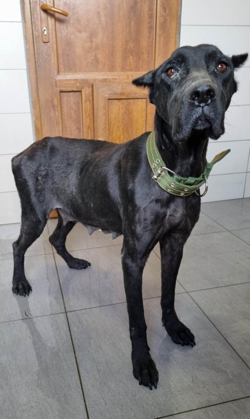 კანე კორსო ქუთაისი