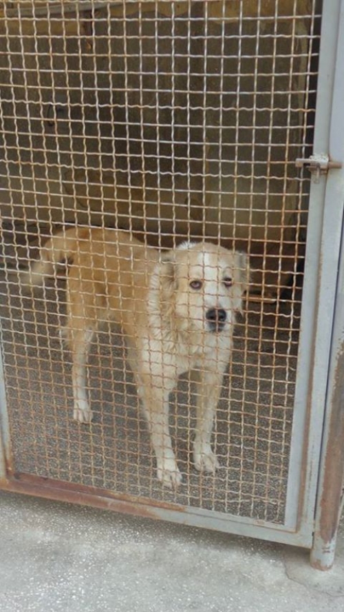 ქართული ნაგაზი ბობო