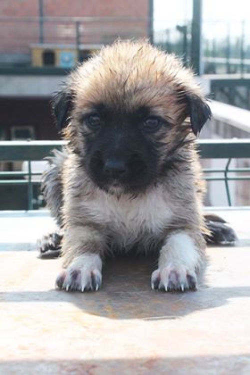 მეტისი უსახელო