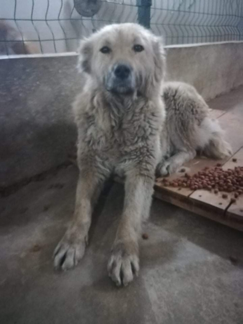 მეტისი მარნეული