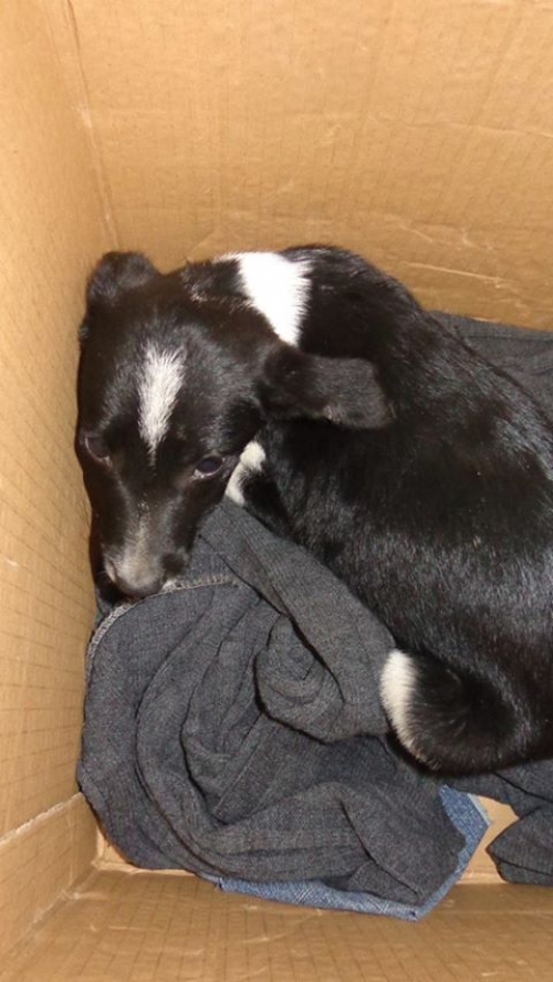 მეტისი უსახელო