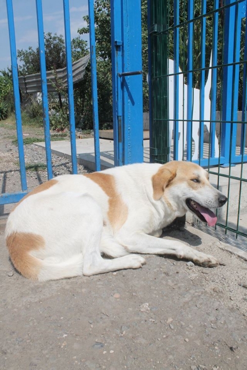 მეტისი უსახელო