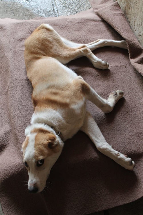 მეტისი უსახელო