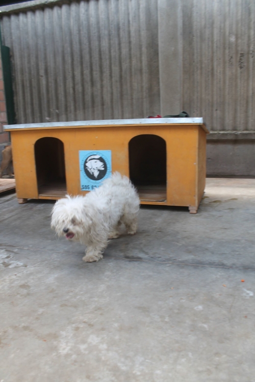 ბალონკა ბიმბო