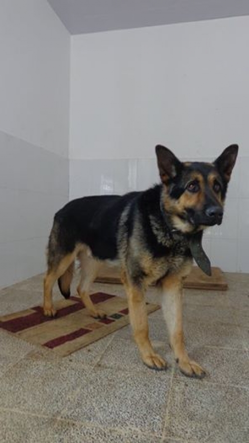 გერმანული ნაგაზი მაქსი