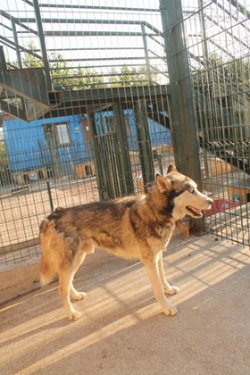 ლაიკა უსახელო