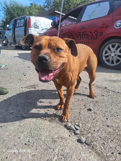 პიტი მცხეთა