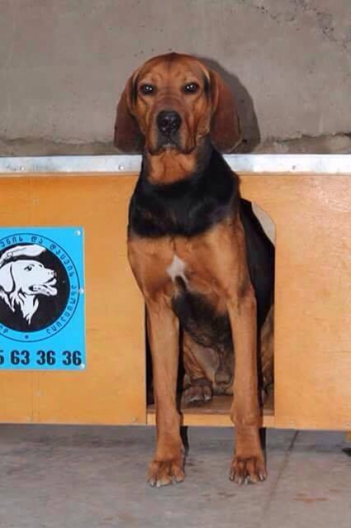 გონჩი უსახელო