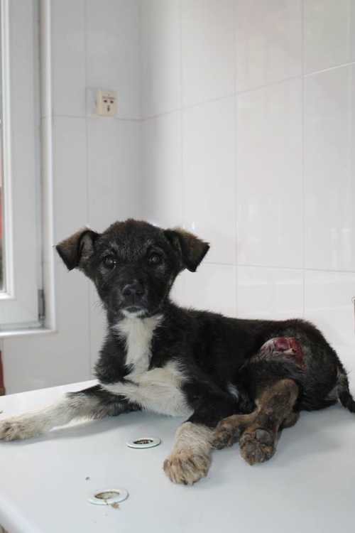 მეტისი უსახელო