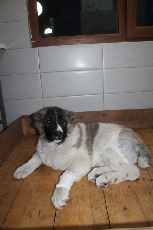 ქართული ნაგაზი ბოთე