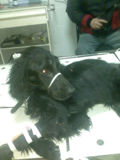 * გაჩუქებულები