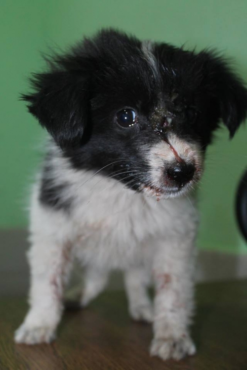 მეტისი უსახელო