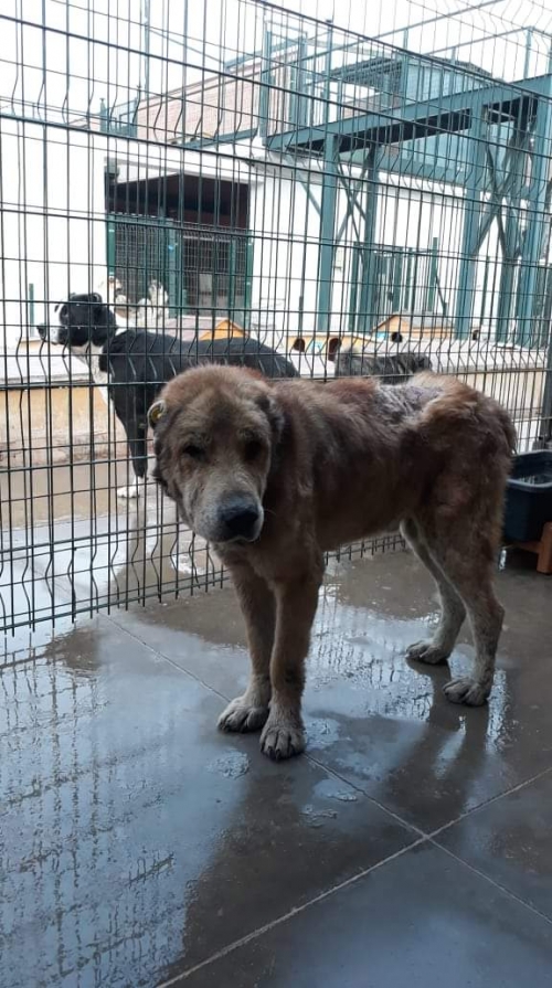 ქართული ნაგაზი უსახელი