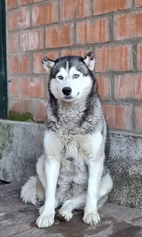 ლაიკა ახმეტელის ქუჩა 10 ნომერი