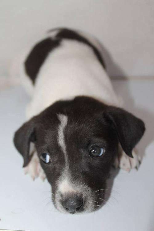 მეტისი უსახელო