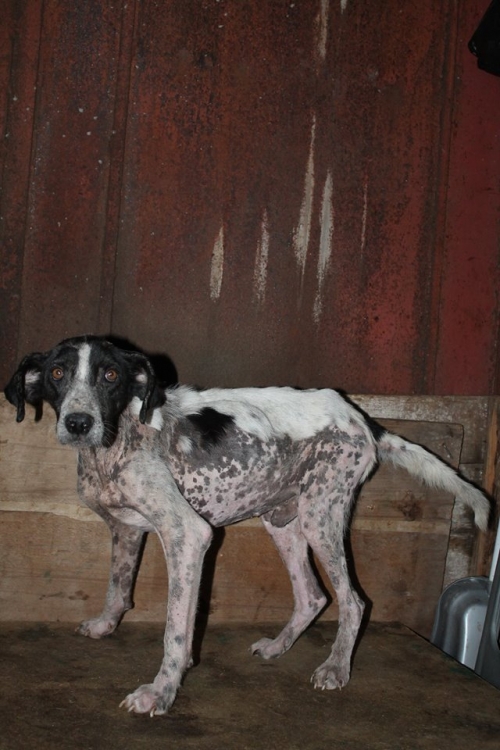 მეტისი უსახელო