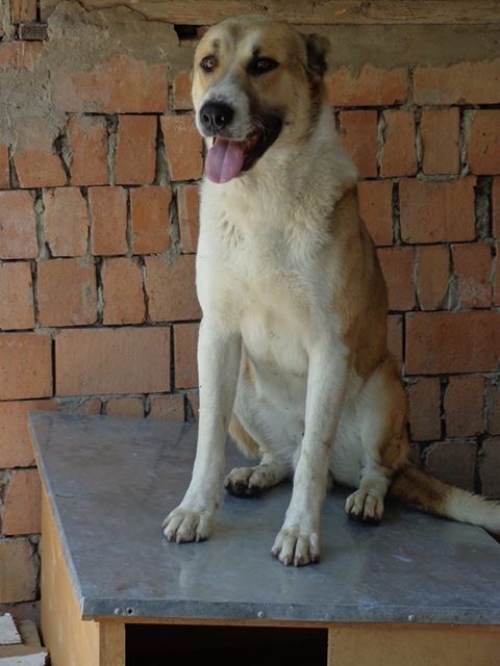 ქართული ნაგაზი ბუზღუ