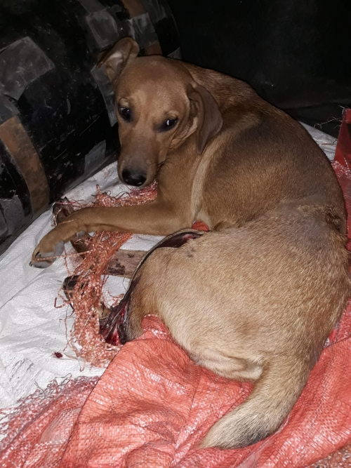 მეტისი უსახელო