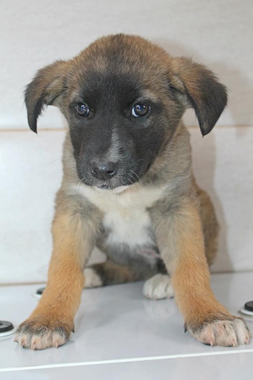 მეტისი უსახელო