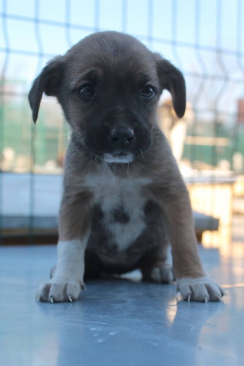 მეტისი უსახელო