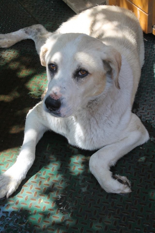 მეტისი უსახელო