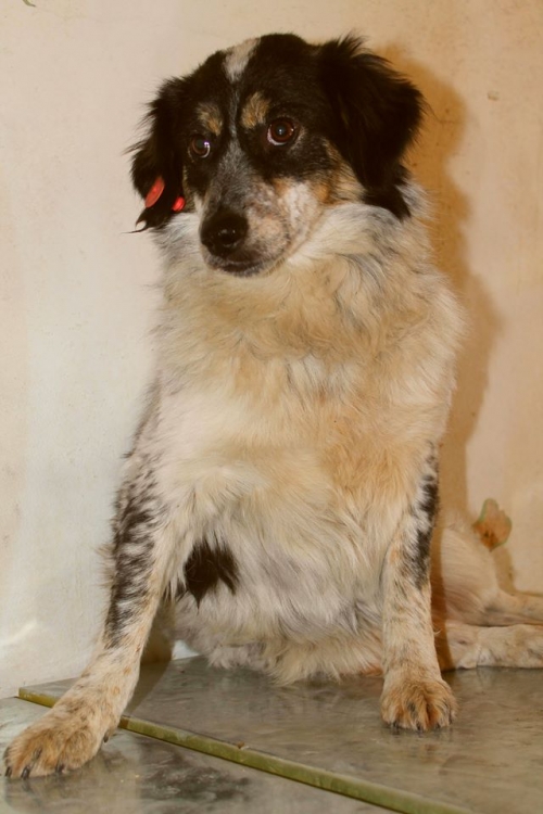 მეტისი უსახელო