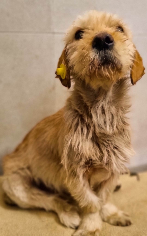 ბალონკა ნაპოვნია თავშესაფართან