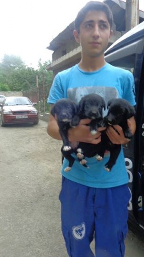 მეტისის ლეკვები უსახელოები