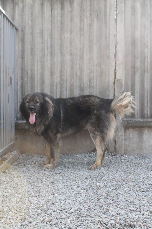 ქართული ნაგაზი ჯულბაზა