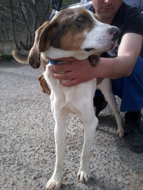 გონჩი ჯერი