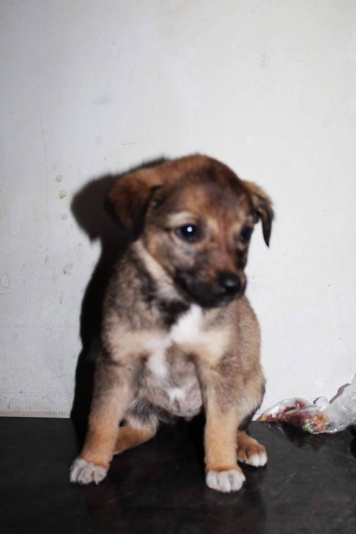 მეტისი უსახელო