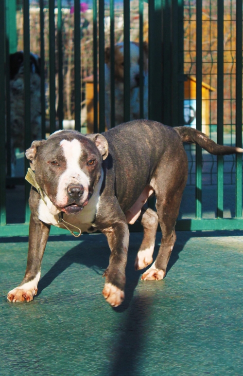 პიტი უსახელო