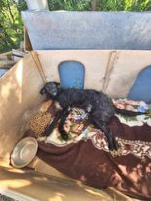 მეტისი დამპალო