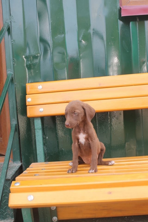 მეტისი უსახელო