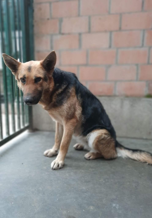 გერმანული ნაგაზი ხაშური