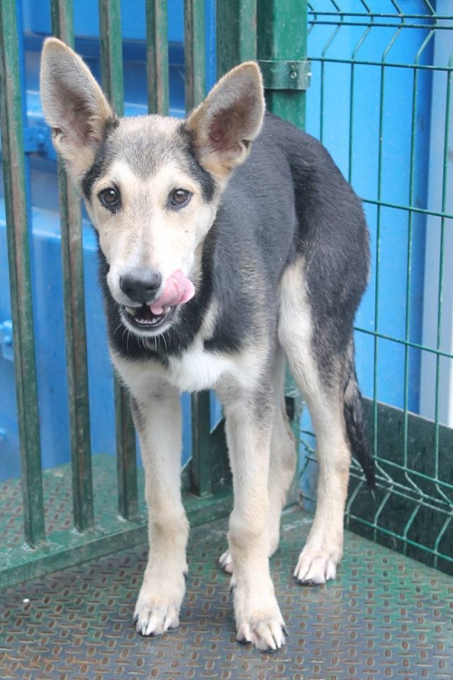 გერმანული ნაგაზი მიკი