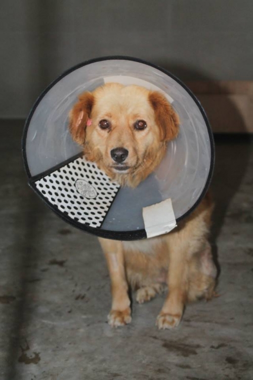 მეტისი უსახელო