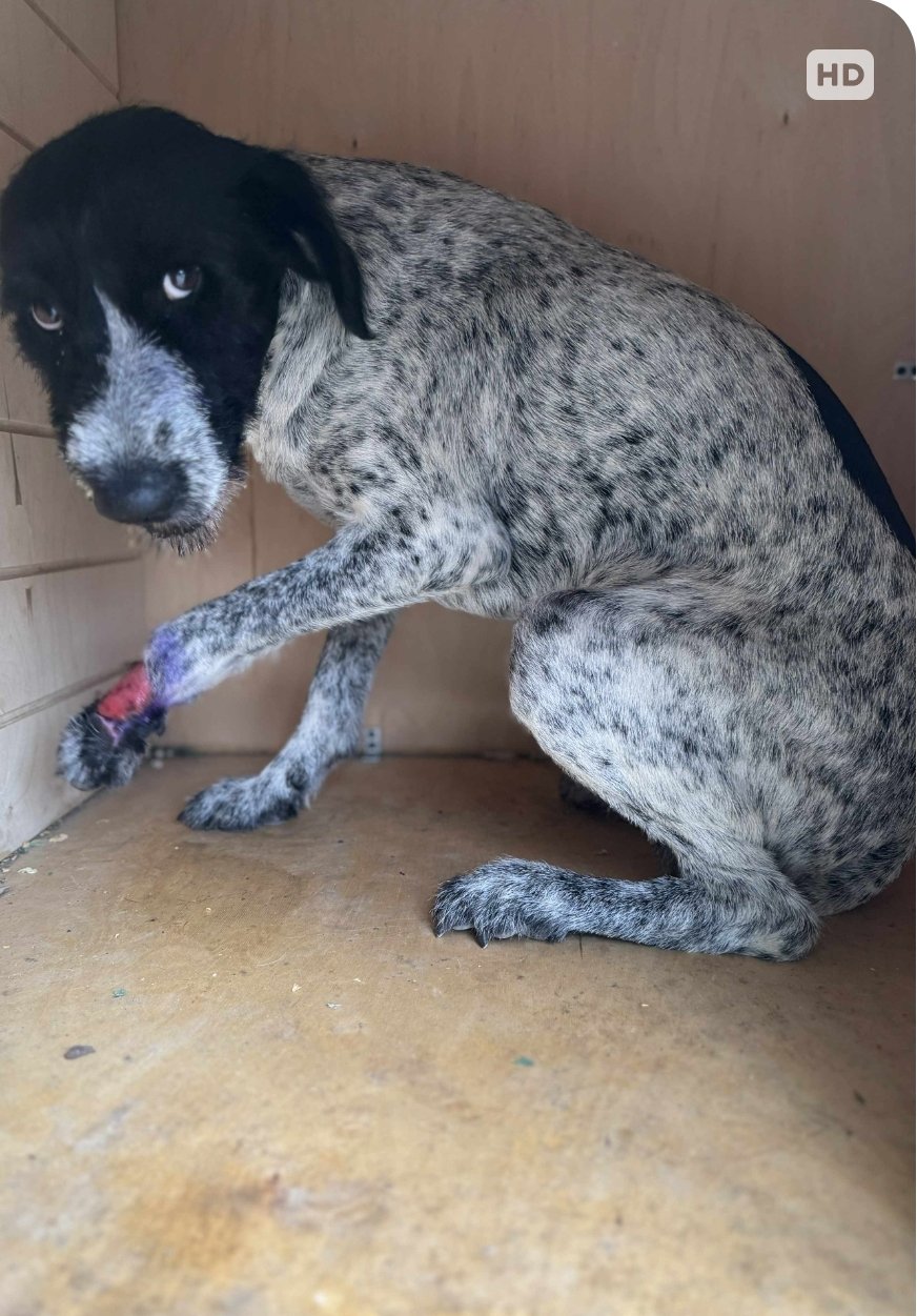 კურცჰაარის მეტისი. დოლიძის ქუჩა