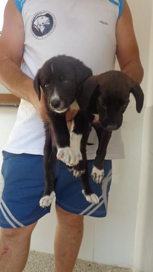 მეტისი უსახელო