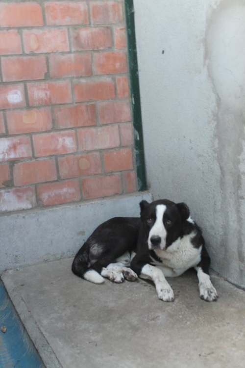 ქართული ნაგაზი ბუთა