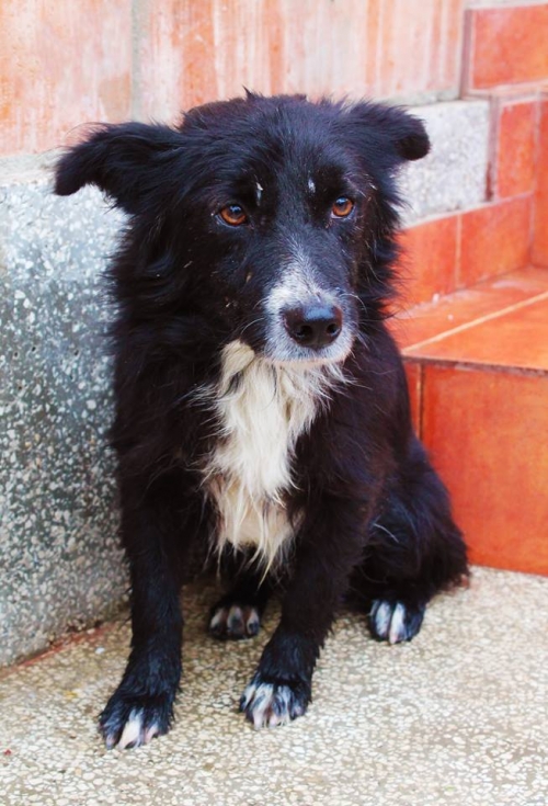 მეტისი ჩორნა