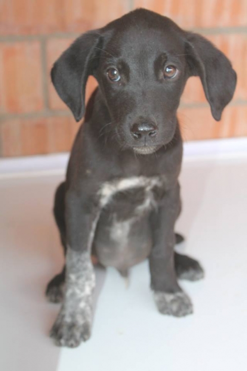 მეტისი უსახელო