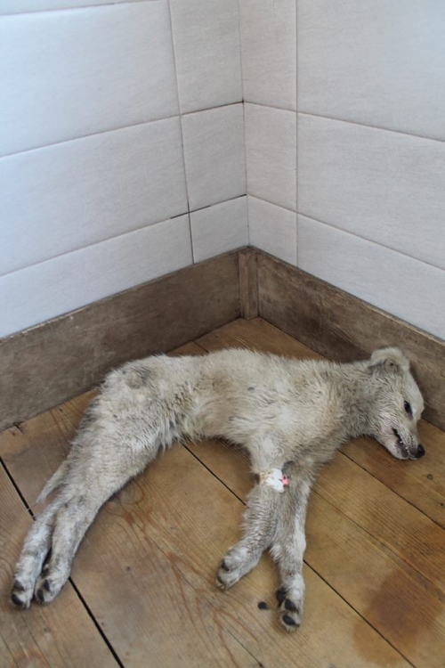 მეტისი უსახელო